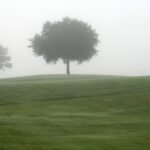 two trees on a foggy golf course